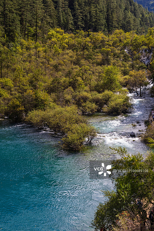 群木中溪流图片素材