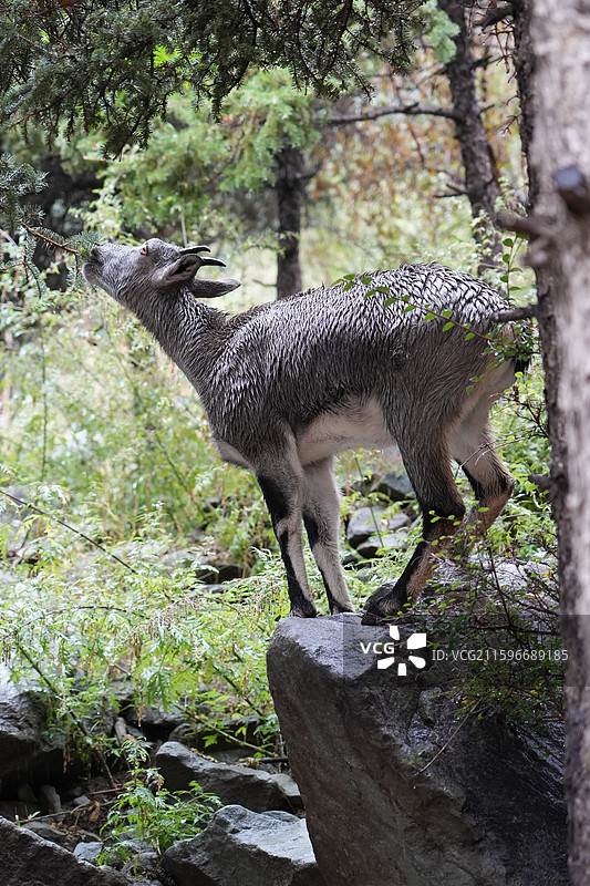 贺兰山岩羊图片素材