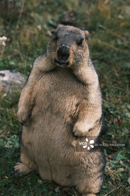 国庆时节川西美景与土拨鼠图片素材