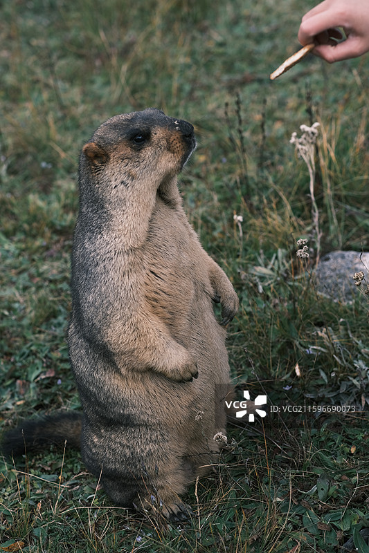 国庆时节川西美景与土拨鼠图片素材