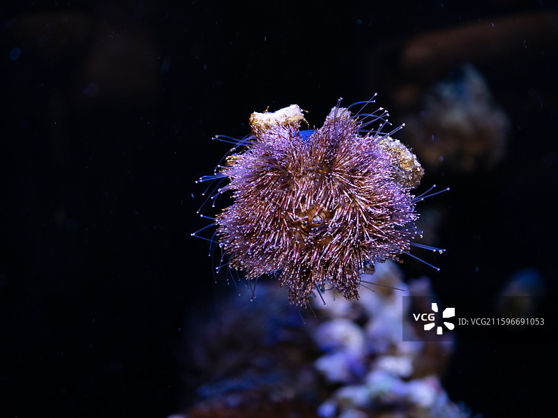 在海水缸里的紫色礼服海胆特写图片素材