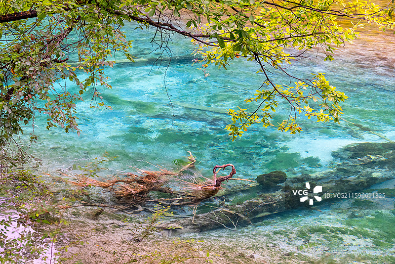 中国九寨沟风景区芦苇海景色图片素材