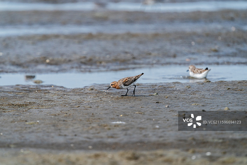 在滩涂上快速行走觅食的小滨鹬图片素材