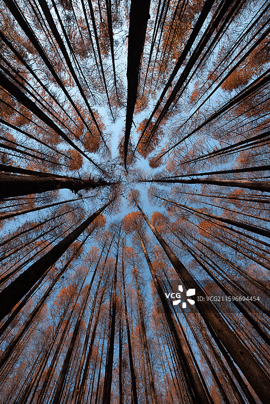 山王坪秋色图片素材