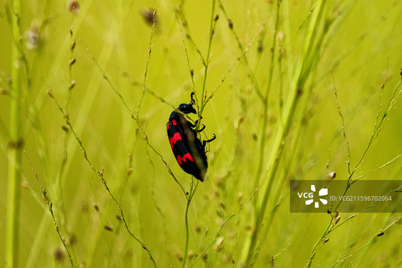 斯里兰卡国家公园斑蝥图片素材