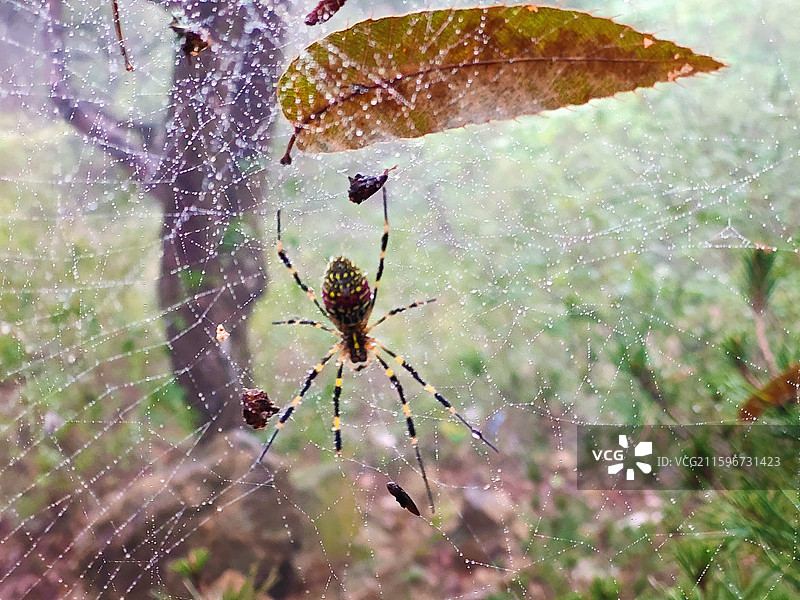 大雾天，山里树林里蜘蛛和蜘蛛网图片素材