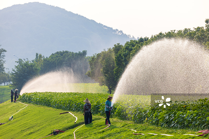 乡村农民们在为农作物浇水灌溉图片素材