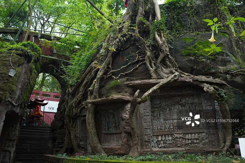 乐至县报国寺树抱佛图片素材