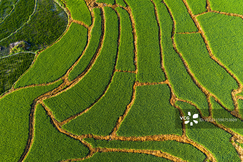 航拍农田水稻图片素材