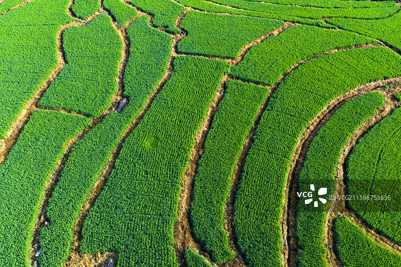航拍农田水稻图片素材