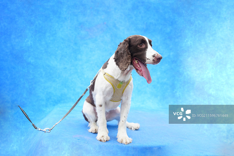 史宾格，狗，萌宠，狗狗，一只狗，养狗，宠物，宠物写真，打扮宠物，动物，犬，哺乳动物，可爱，萌，忠诚，图片素材