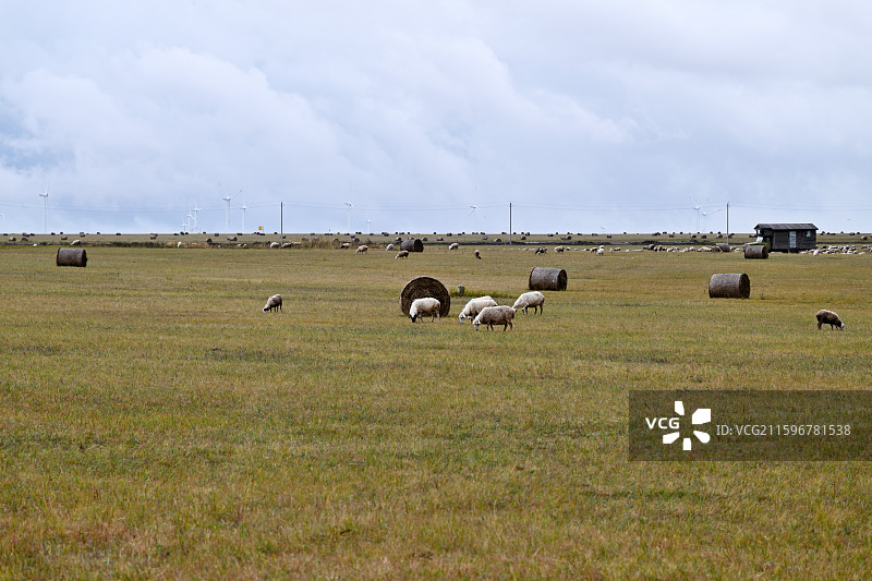 干草卷和绵羊，牧草，瑞士卷，草卷，秋景，秋日的大草原，呼和诺尔湖景区，内蒙古呼伦贝尔图片素材