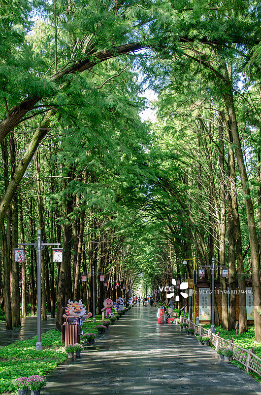泰州里下河国家湿地公园的杉树林步行道图片素材