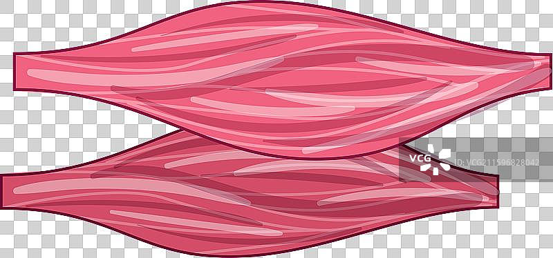 人肌组织展示肌肉图片素材