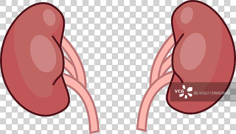 泌尿系统中的人类肾脏过滤血液图片素材