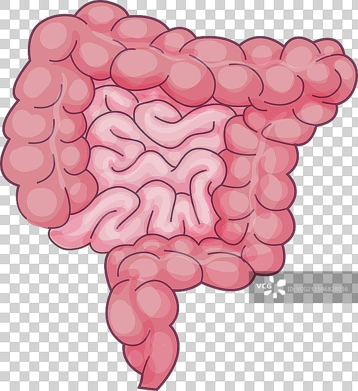 人体的消化系统，包括大肠和小肠图片素材