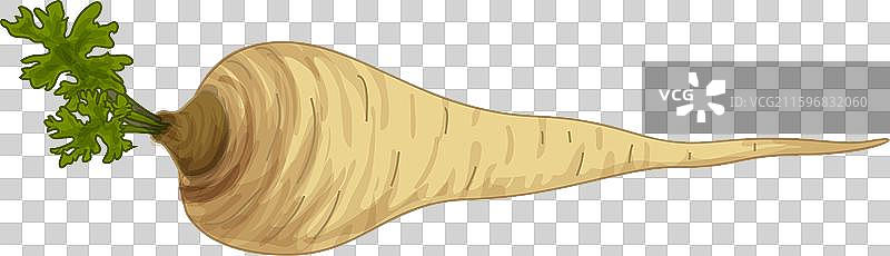 新鲜欧芹根蔬菜，孤立地放置在图片素材