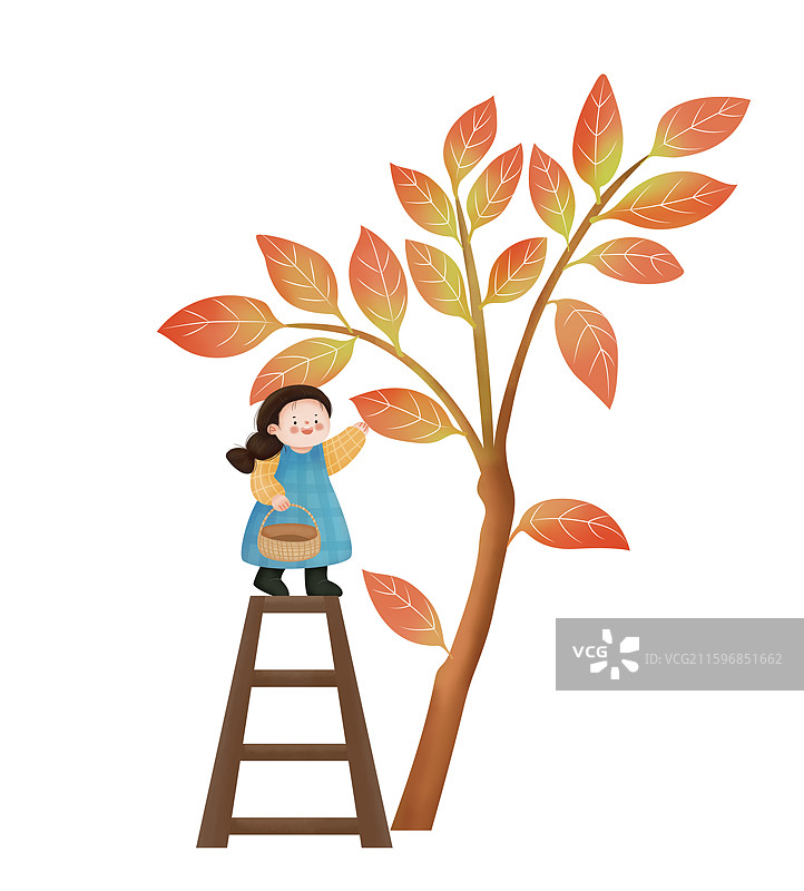 摘香椿图片素材