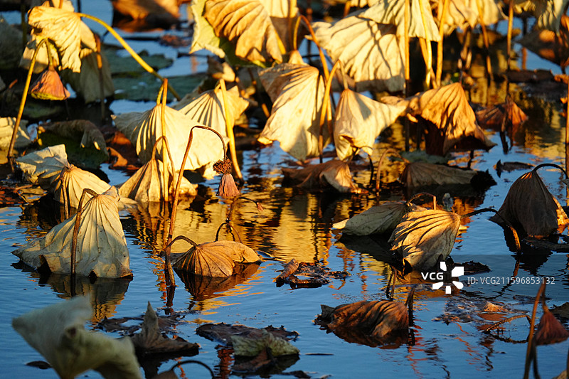 新青国家湿地公园 秋天 池塘 荷花 枯萎 霜降 寒露 秋分 残荷 莲蓬 夕阳 落日 余晖 风景图片素材