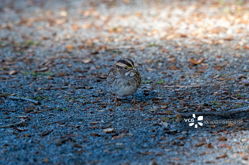 白喉带鹀 White-throated Sparrow图片素材