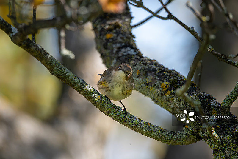 黄腰白喉林莺 Myrtle Warbler图片素材