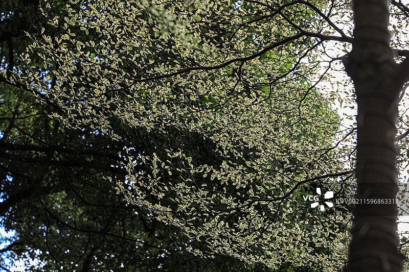 小叶榄仁图片素材