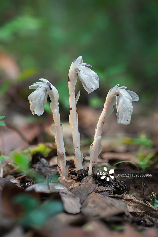云南大理巍山巍宝山生态野生水晶兰系列图片素材
