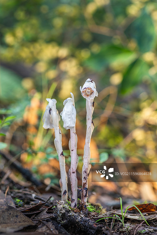 云南大理巍山巍宝山生态野生水晶兰系列图片素材