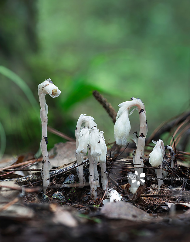 云南大理巍山巍宝山生态野生水晶兰系列图片素材