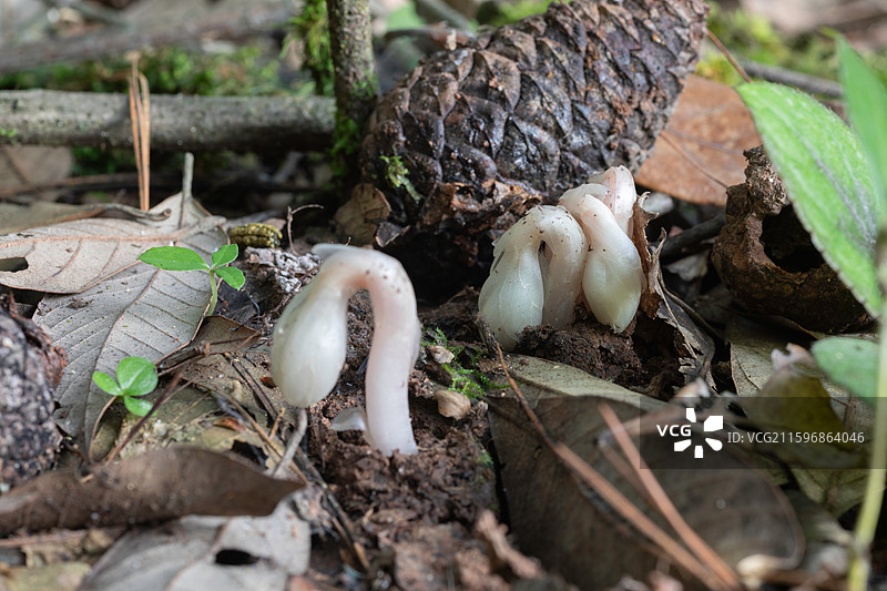 云南大理巍山巍宝山生态野生水晶兰系列图片素材