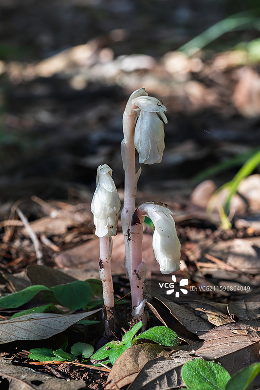 云南大理巍山巍宝山生态野生水晶兰系列图片素材