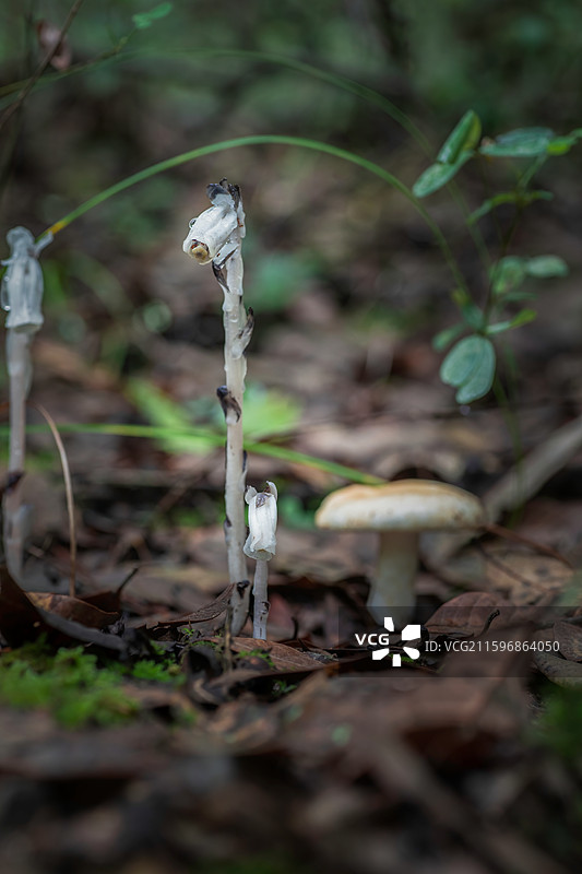 云南大理巍山巍宝山生态野生水晶兰系列图片素材