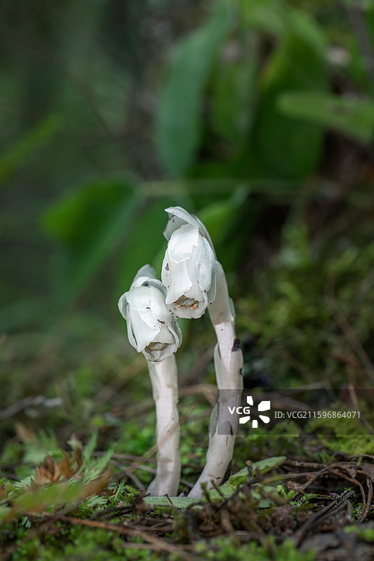 云南大理巍山巍宝山生态野生水晶兰系列图片素材