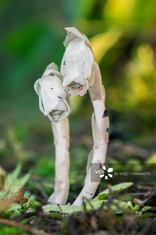 云南大理巍山巍宝山生态野生水晶兰系列图片素材