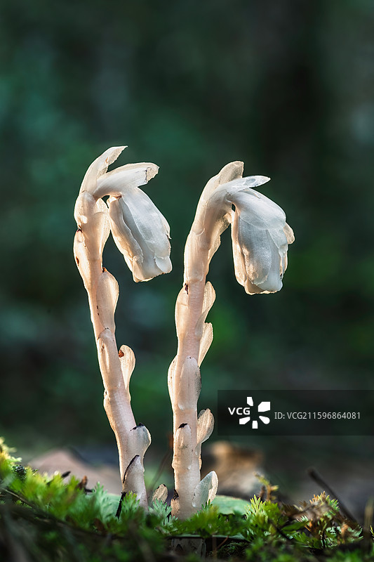 云南大理巍山巍宝山生态野生水晶兰系列图片素材