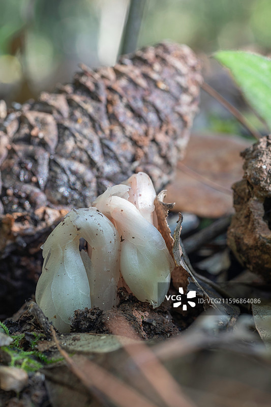 云南大理巍山巍宝山生态野生水晶兰系列图片素材