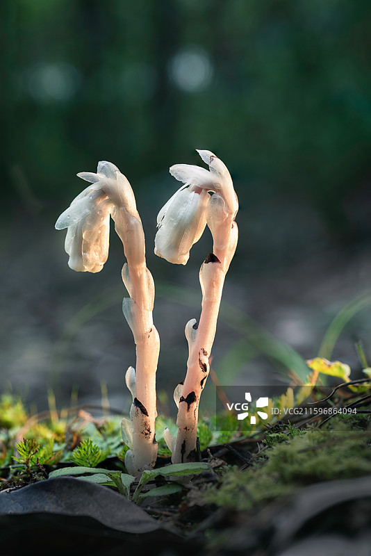 云南大理巍山巍宝山生态野生水晶兰系列图片素材