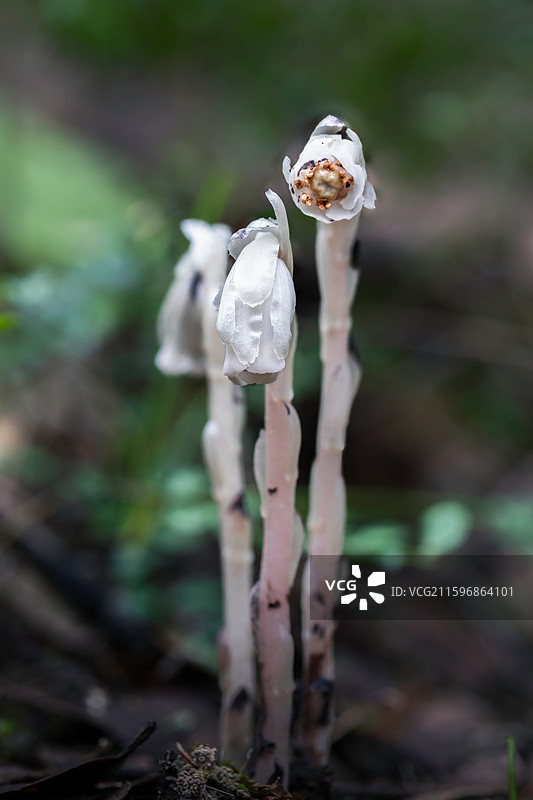 云南大理巍山巍宝山生态野生水晶兰系列图片素材