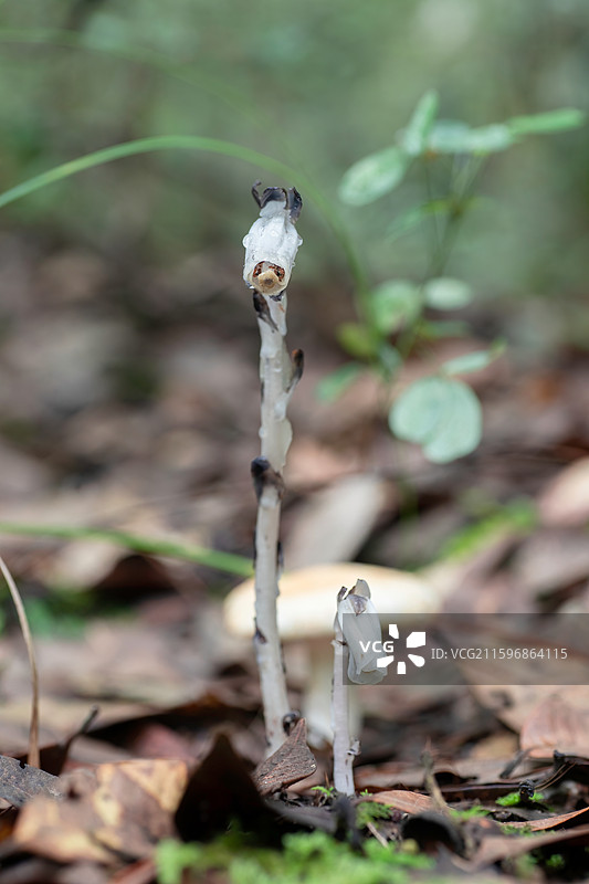 云南大理巍山巍宝山生态野生水晶兰系列图片素材