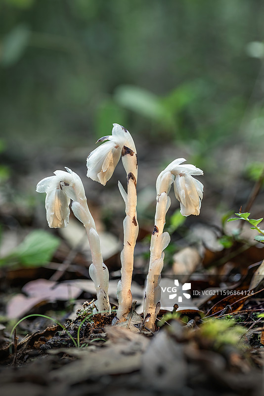 云南大理巍山巍宝山生态野生水晶兰系列图片素材