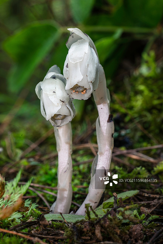 云南大理巍山巍宝山生态野生水晶兰系列图片素材