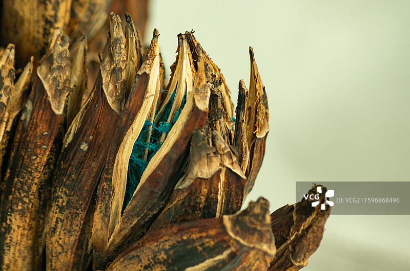 蓝色的旅人蕉种子图片素材