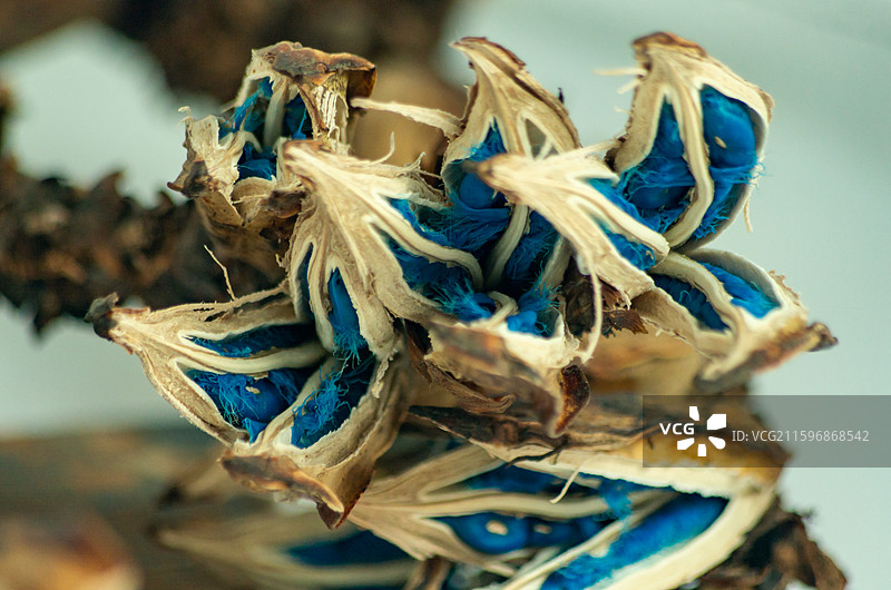 蓝色的旅人蕉种子图片素材