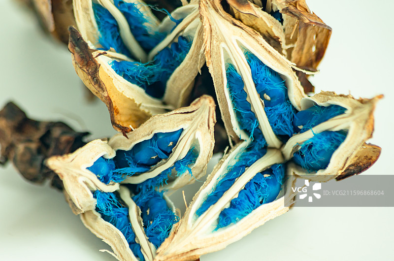 蓝色的旅人蕉种子图片素材