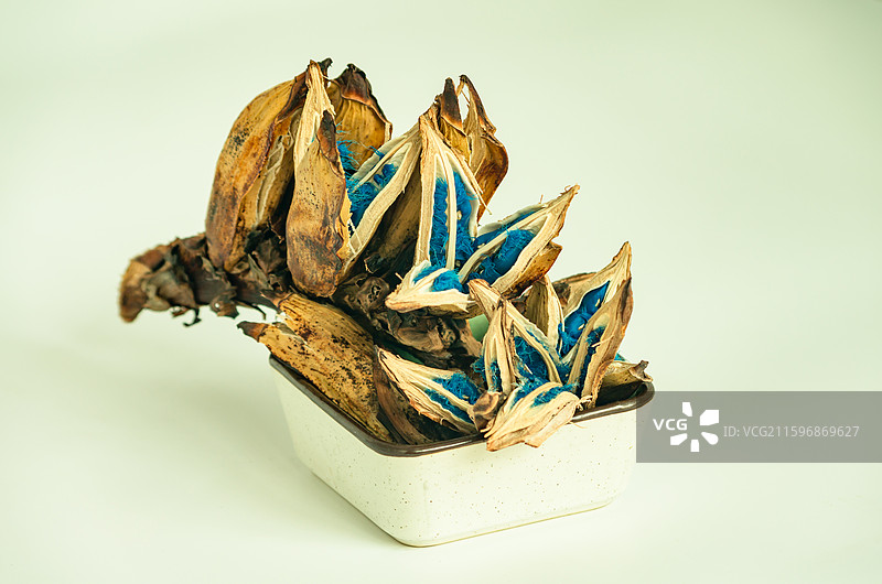 蓝色的旅人蕉种子图片素材