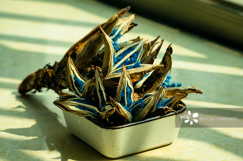 蓝色的旅人蕉种子图片素材