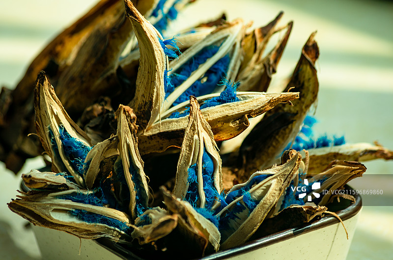 蓝色的旅人蕉种子图片素材