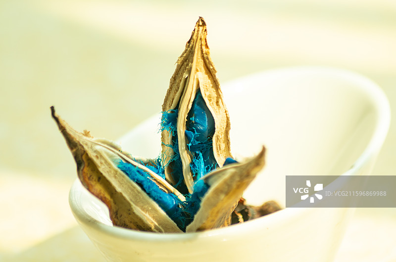 蓝色的旅人蕉种子图片素材