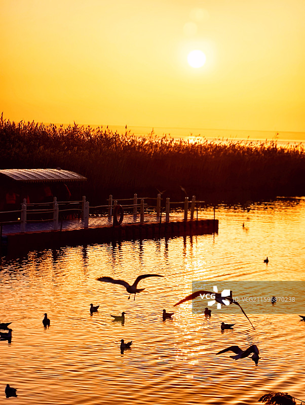 《金波里，鸥鸟迎朝晖》 金色波光里，鸥鸟振翅迎接破晓的朝晖，芦苇、像把日出的温柔全泼进湖面。图片素材
