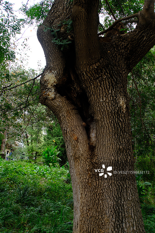 河北美院绿化。绿色植物。欧式城堡。园林景观设计。校园风光图片素材
